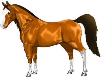 Golden Bay Arabian Horse