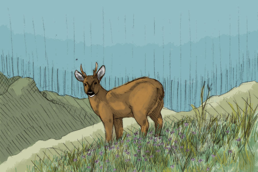 Huemul