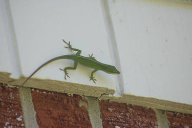 Anole!