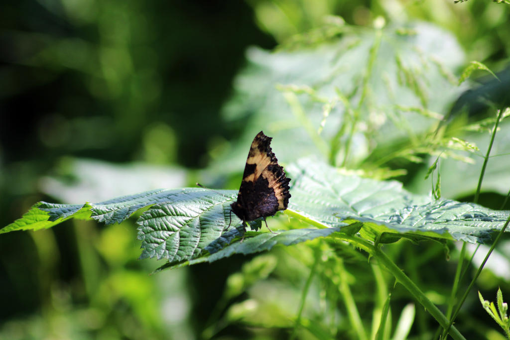 The Butterfly Effect_ by Fellrakete