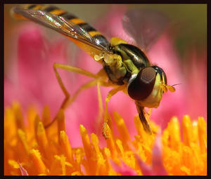 Hoverfly in Heaven-sapog-BUGS