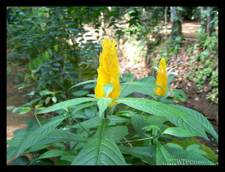 icecream flower