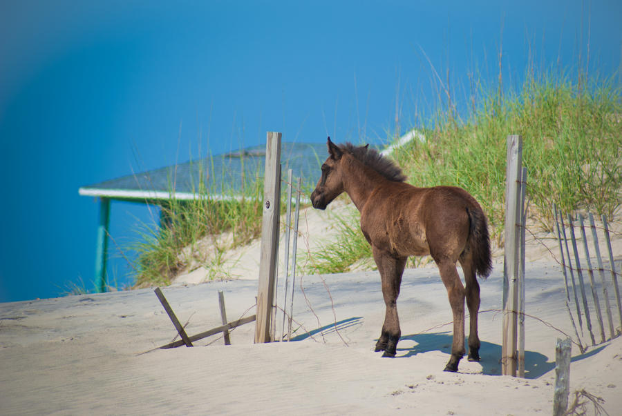 Beauty and the Beach