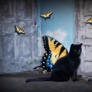 Bear as a Butterfly