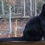 Black Cat