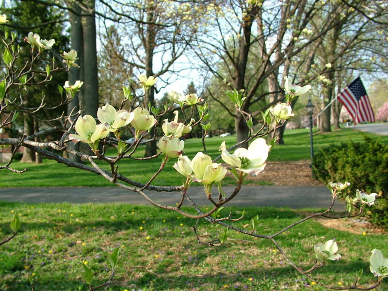 Dogwoods and Flag