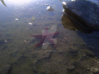 starfish near picture