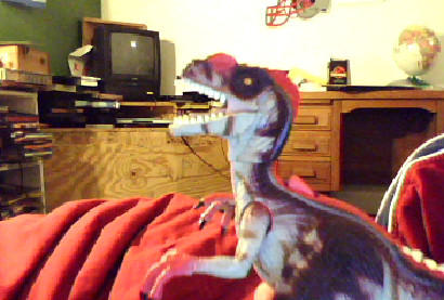 Toony Raptor Raptor by Baryonyx825 on DeviantArt