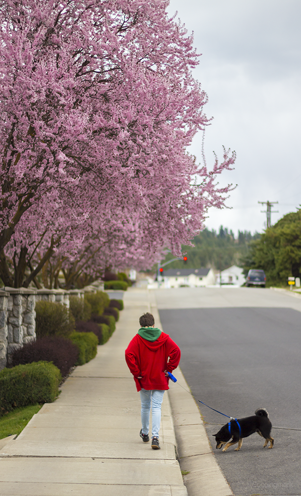 By the Blossoms