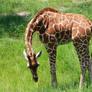 Grazing baby Giraffe