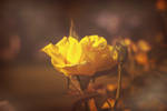 Yellow Rose by RoyalImageryJax
