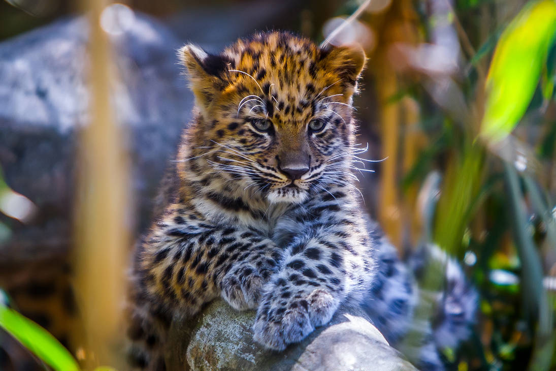 Baby Leopard by RoyalImageryJax