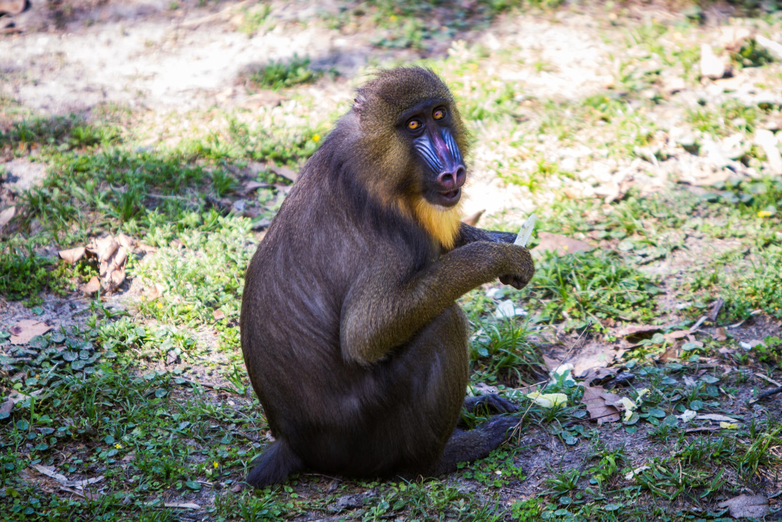 Baboon 3