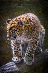 Baby Leopard