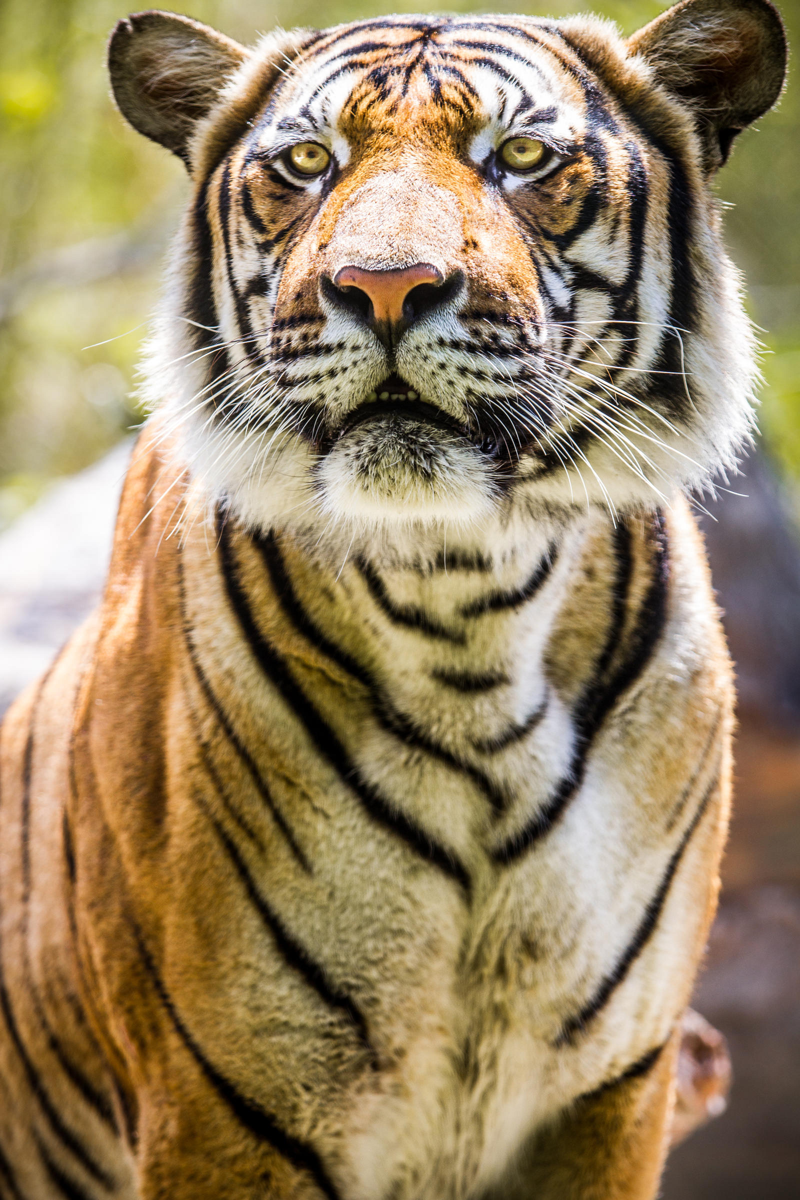 Tiger Portrait Day