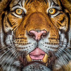 Tiger Portrait