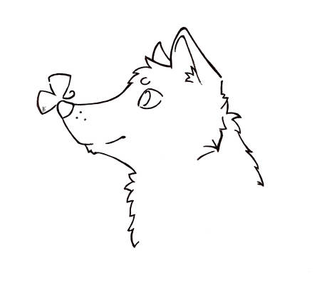 Wolf head ~ sketch