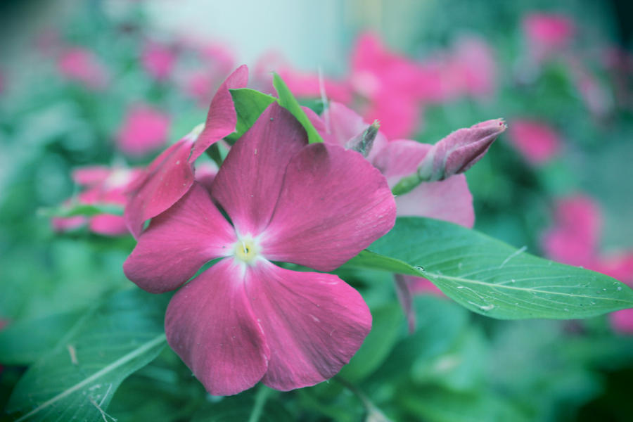 random flower by seaninja951 on DeviantArt