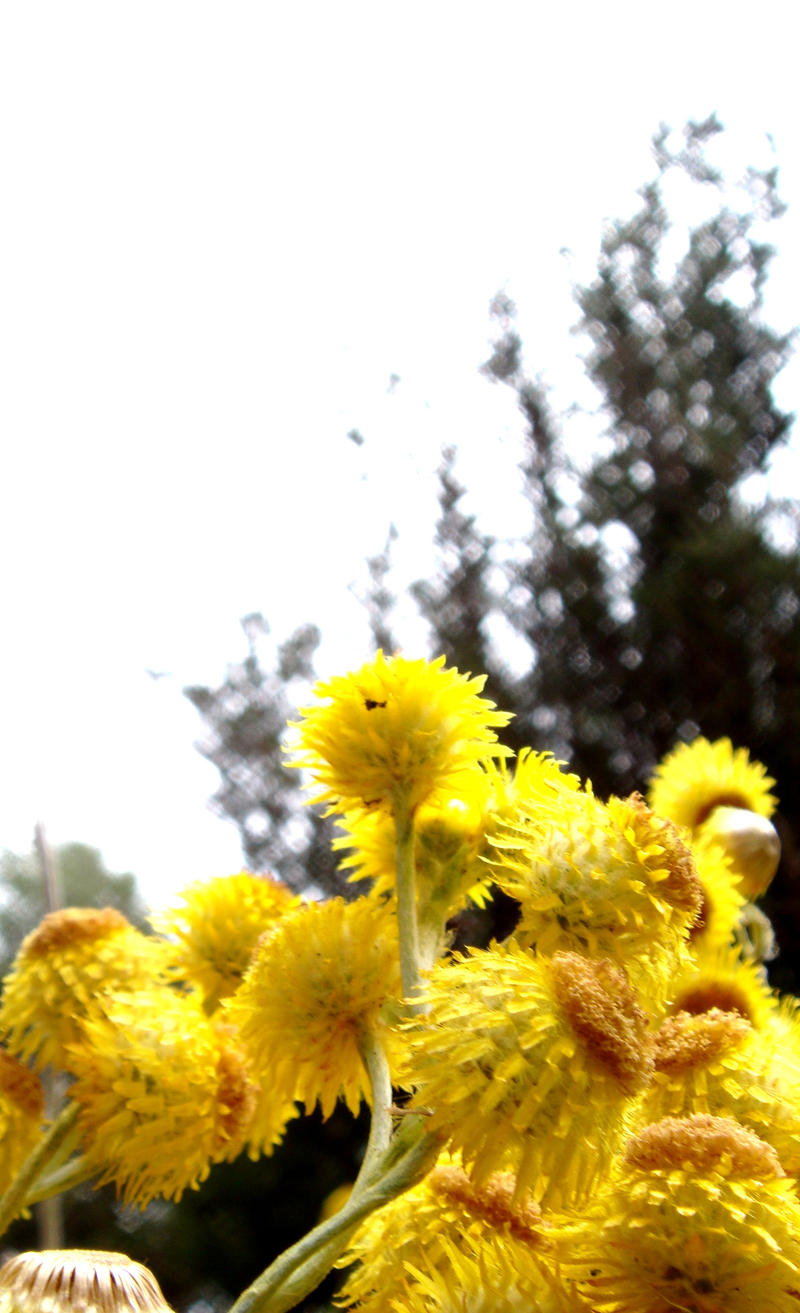 Yellow Paper Daisies