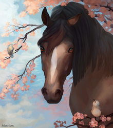 Among cherry blossom
