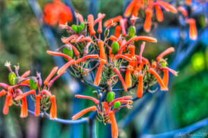 fireworks plant
