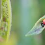 Ladybug