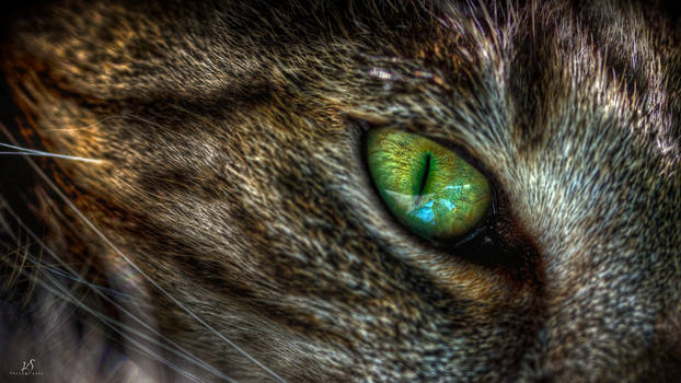 Cat's eye HDR