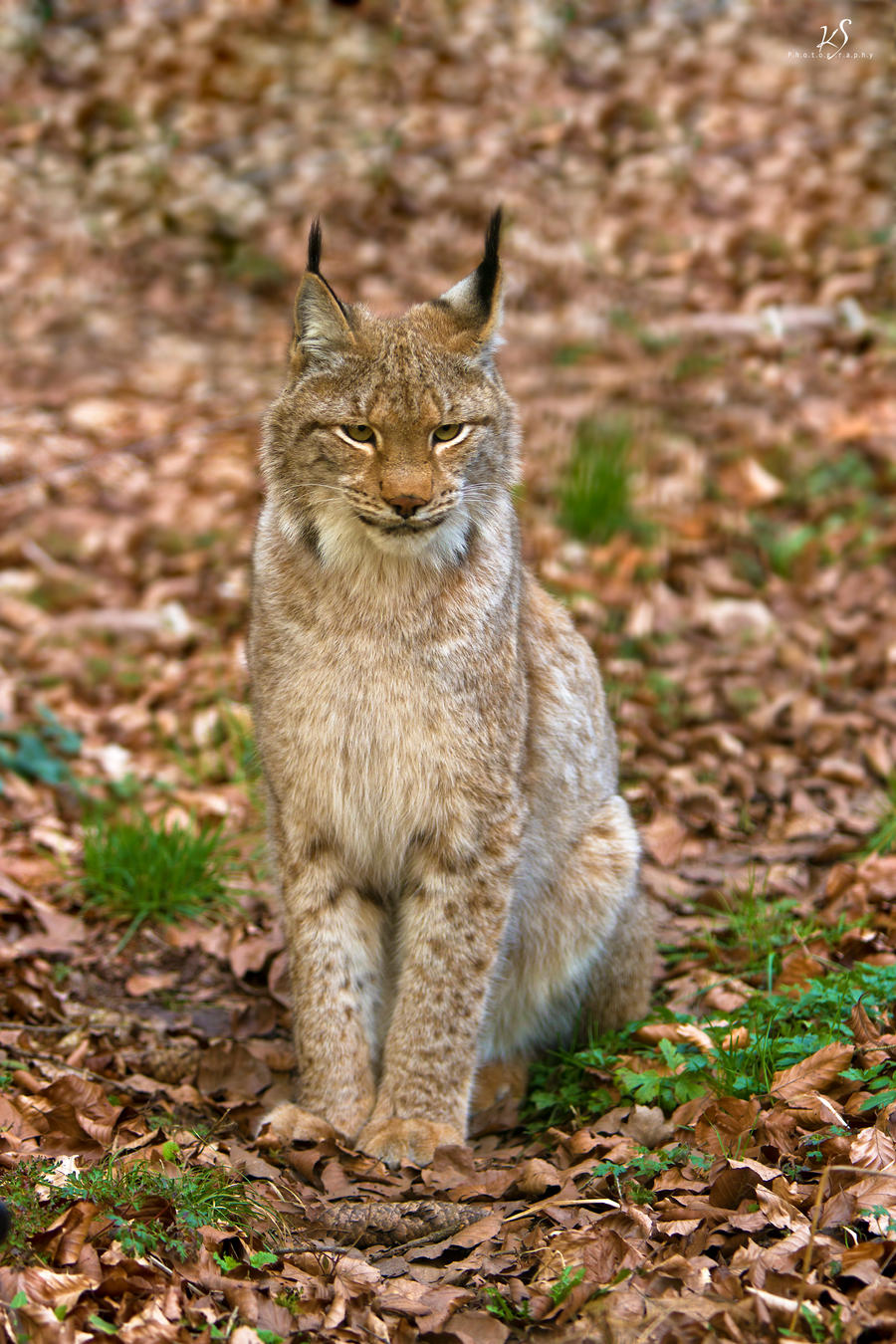 Lynx 3