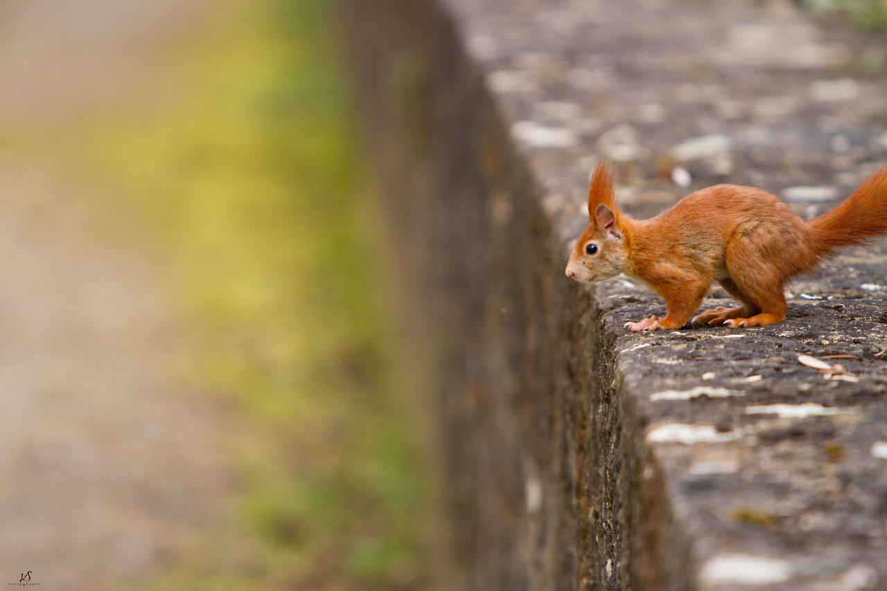 Squirrel on the run