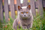 Neighbour's Cat by KrisSimon