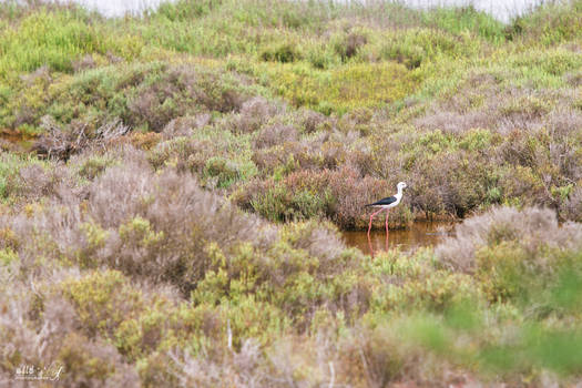 Camargue - searching