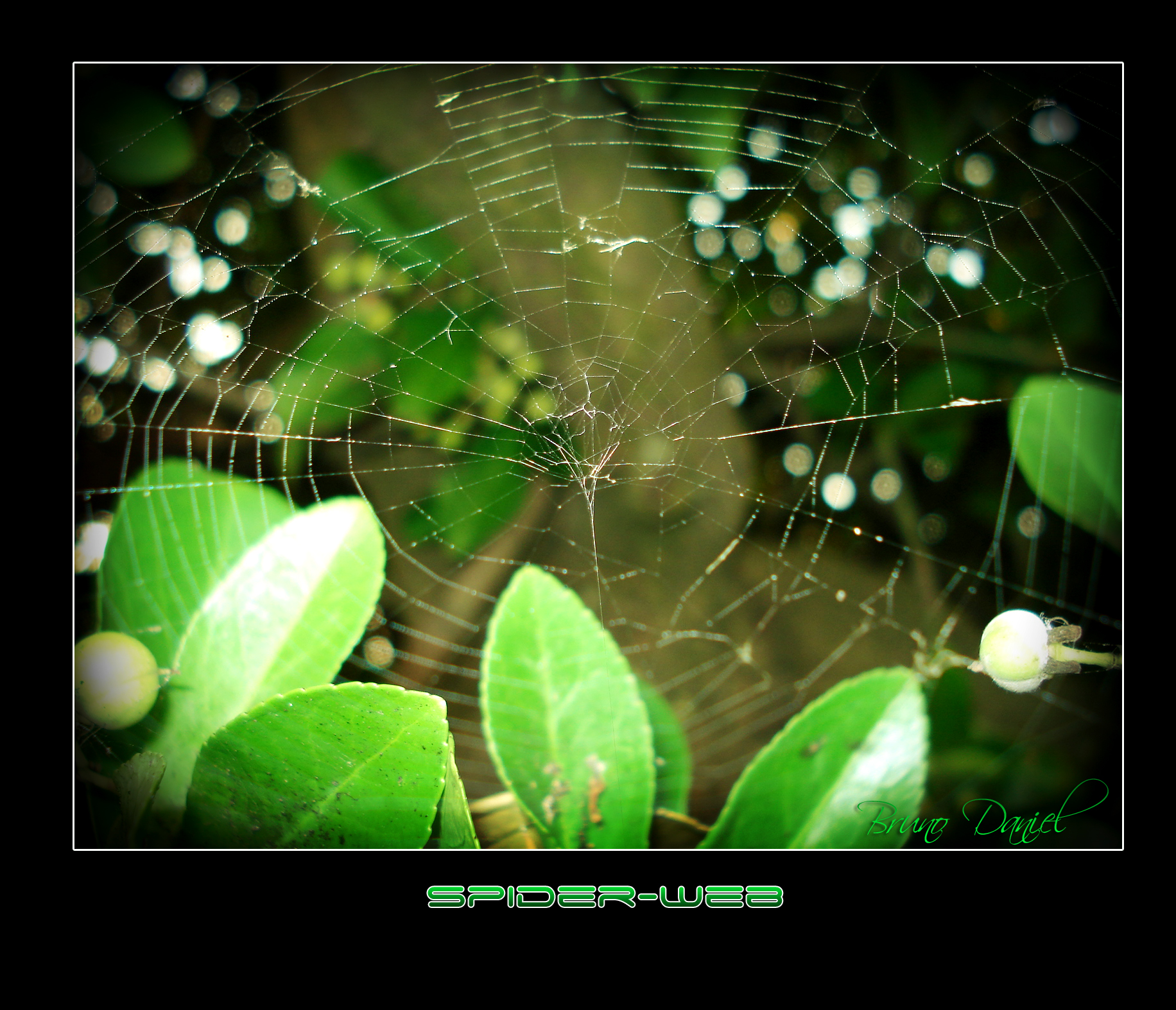 Spider_web_by_kirkh