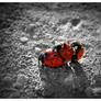 Menage a trois Ladybug Version