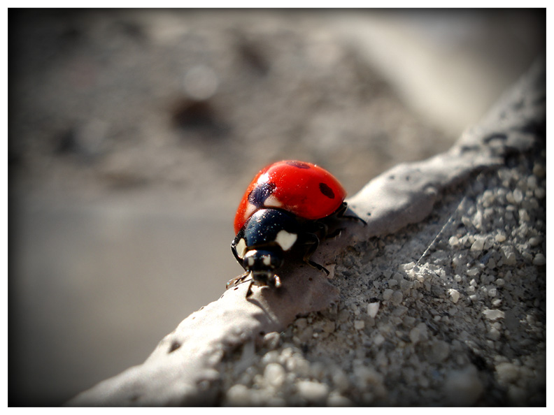 LadyBug on the Edge