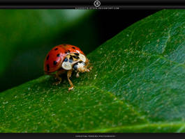 Ladybird