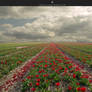 tulip field