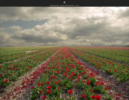 tulip field