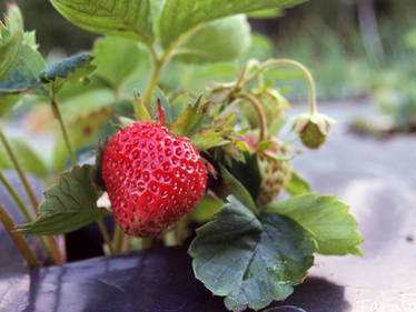 First strawberry