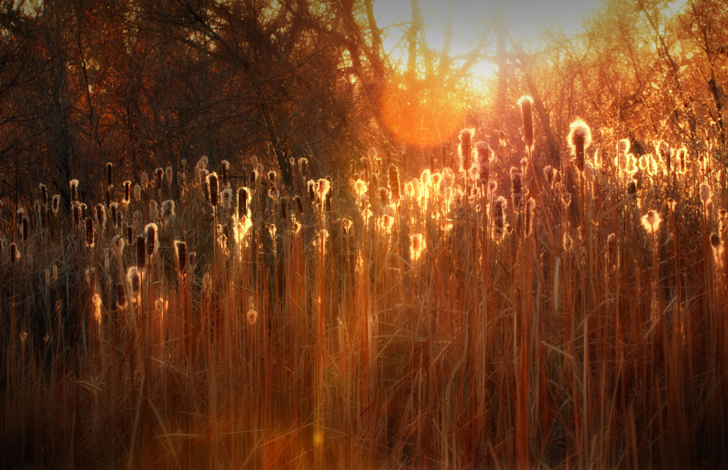 Cattails8