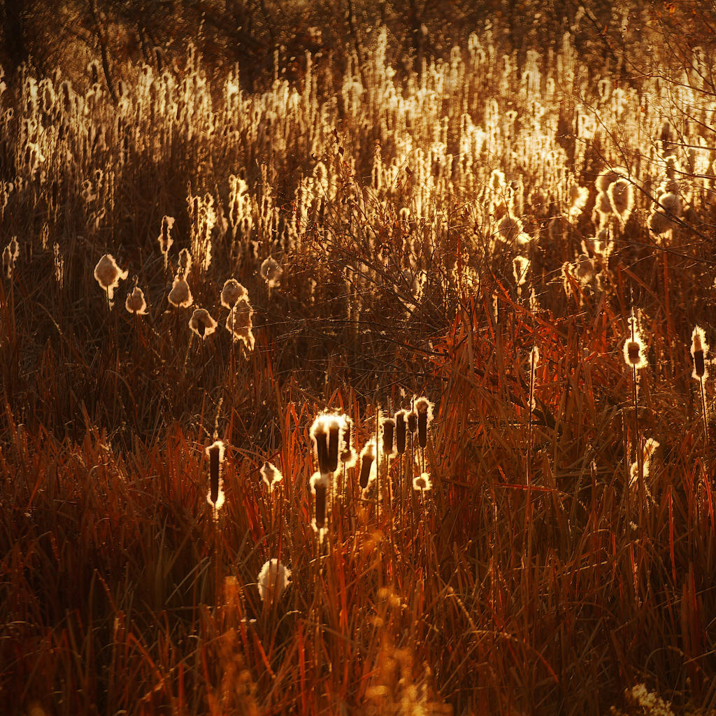 Cattails1