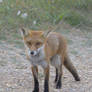 Wild fox