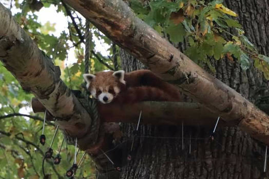 Red Panda