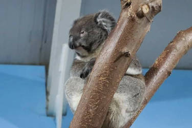 Koala 