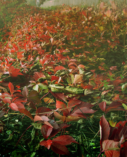 RedFoliage