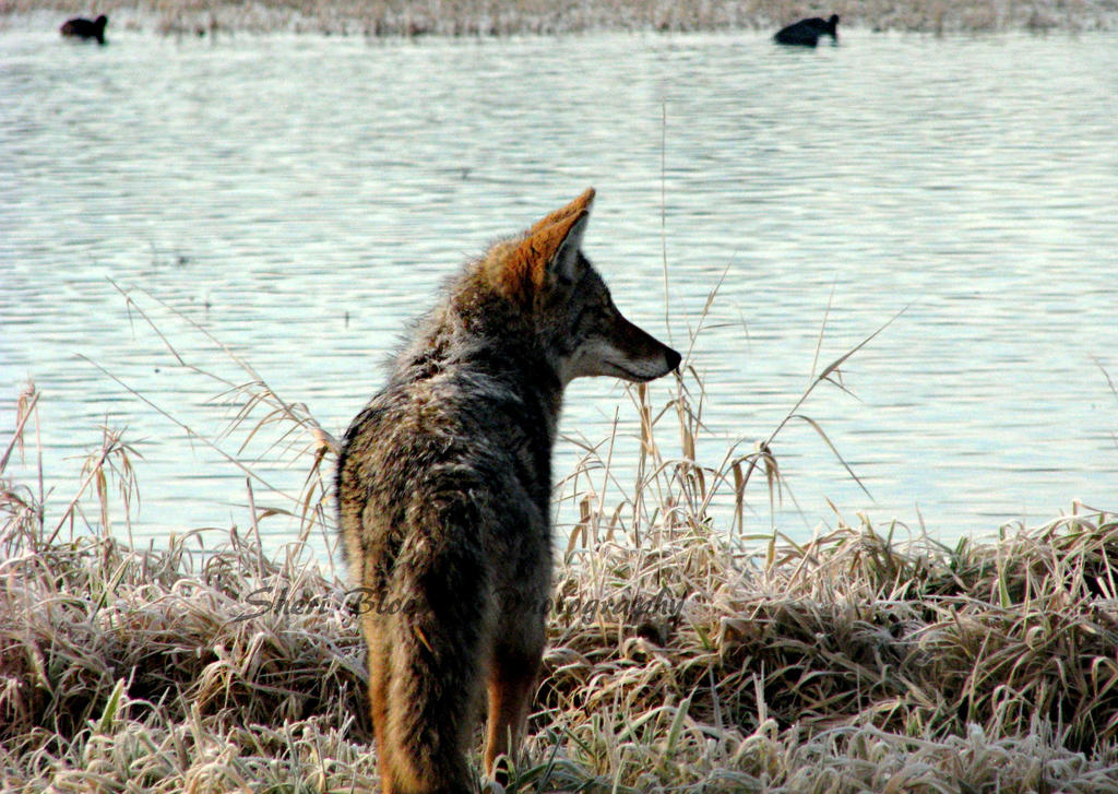 Starving Coyote