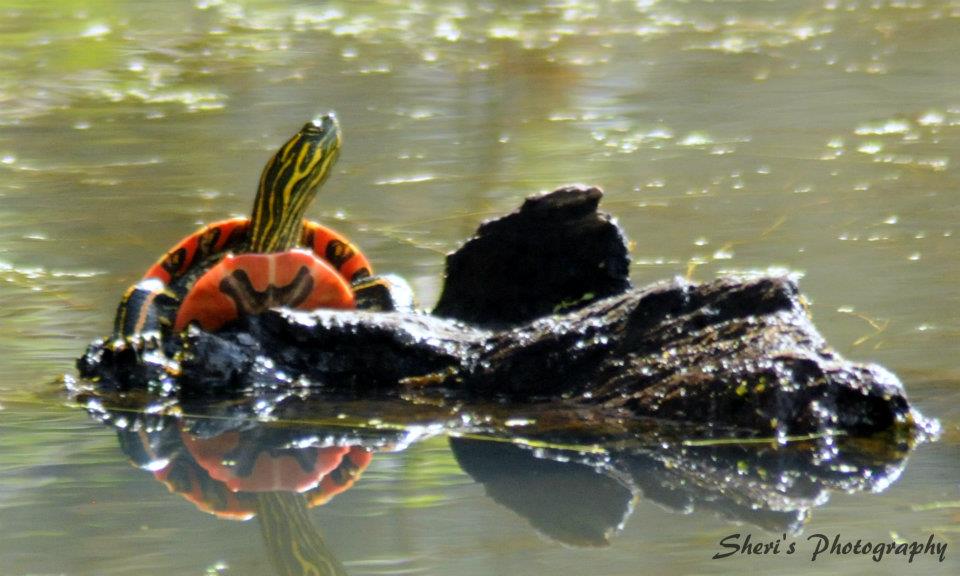 Turtle on Log