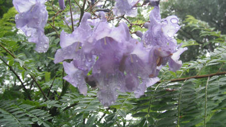 Jacaranda Flower