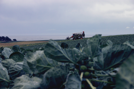 food grows by the sea