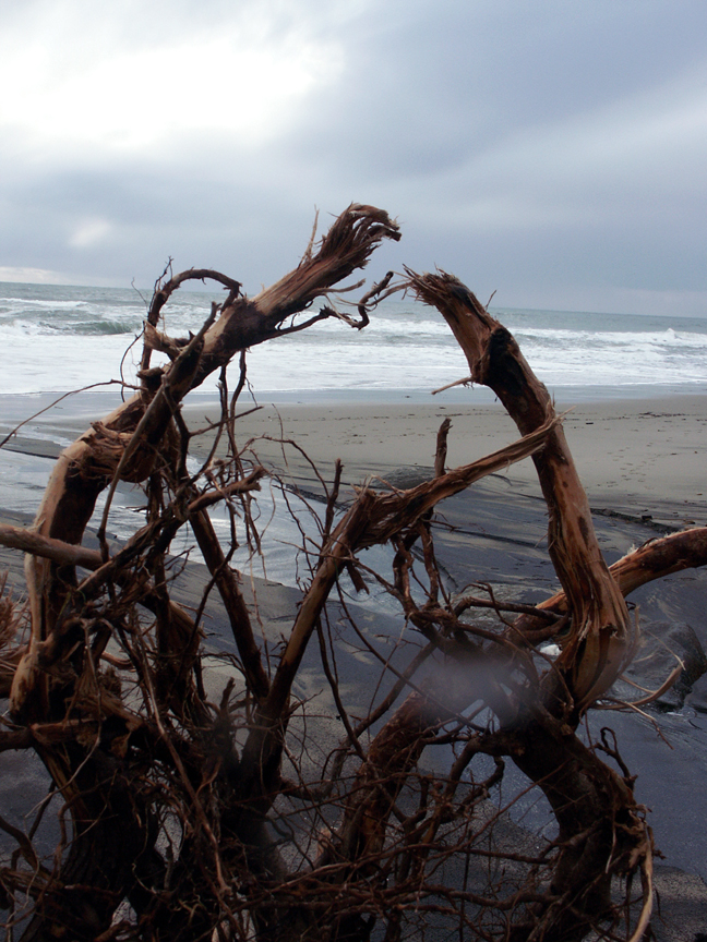 driftwood