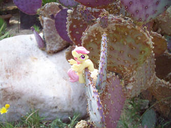 Sunny Rays and a Cactus